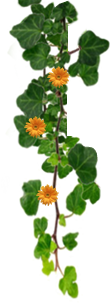 flor lateral
